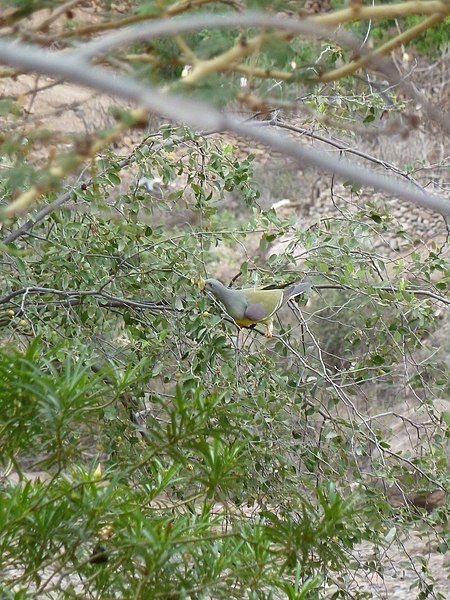 File:Bruce's Green Pigeon.jpg