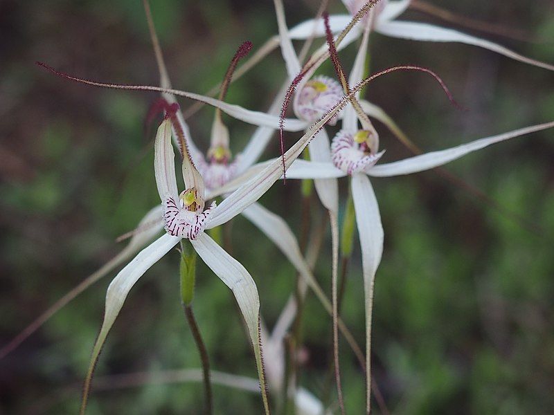 File:Caladenia incensum.jpg