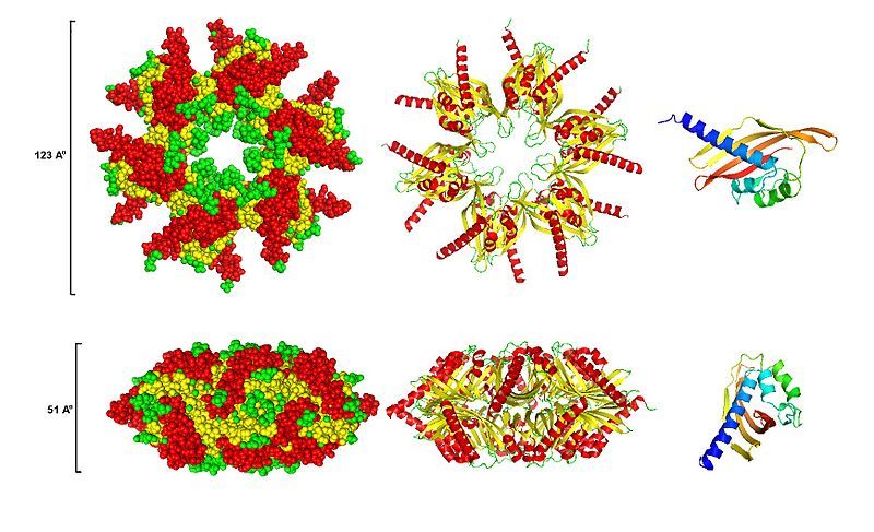 File:Camkii association domain.jpg