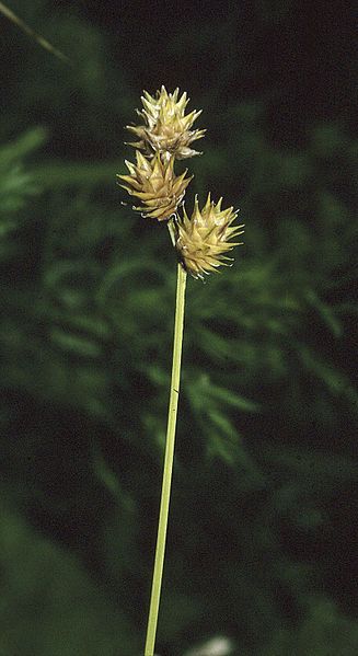 File:Carex straminea NRCS-1.jpg