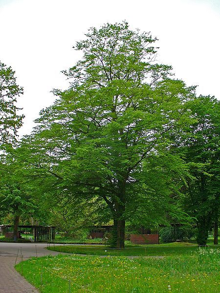 File:Carpinus betulus 001.JPG