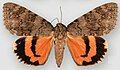 Catocala texanae Texan underwing