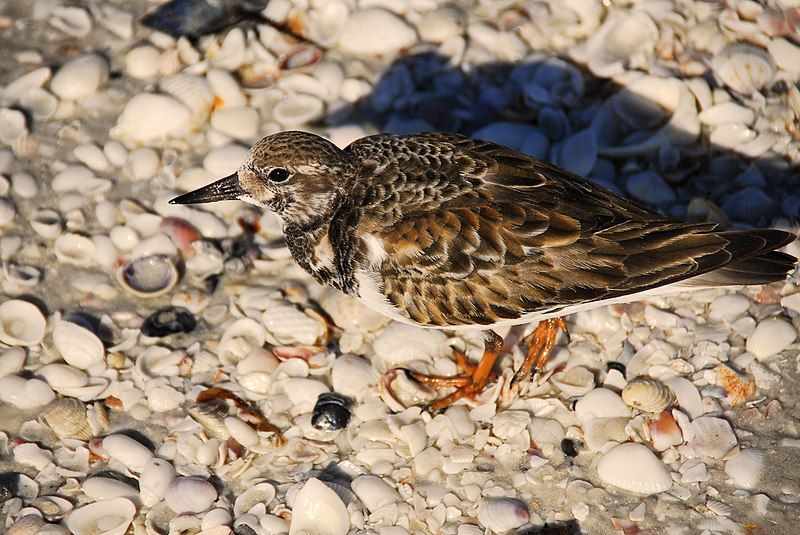 File:CayoCostaSP RuddyTurnstone01.jpg