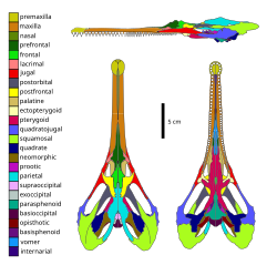 Skull diagram of Champsosaurus lindoei, a neochoristoderan