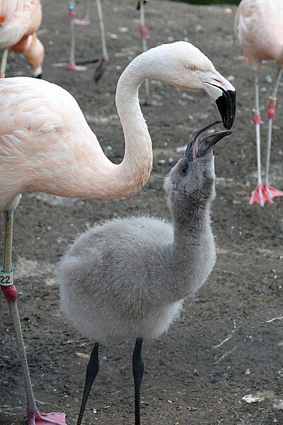 File:Chilean Flamingo Feeding.jpg