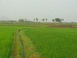 Crop lands in village