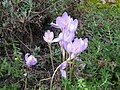 Crocus speciosus clump