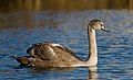 Juvenile mute swan