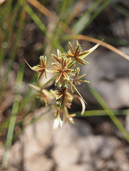 File:Cyperus vaginatus flowers.jpg