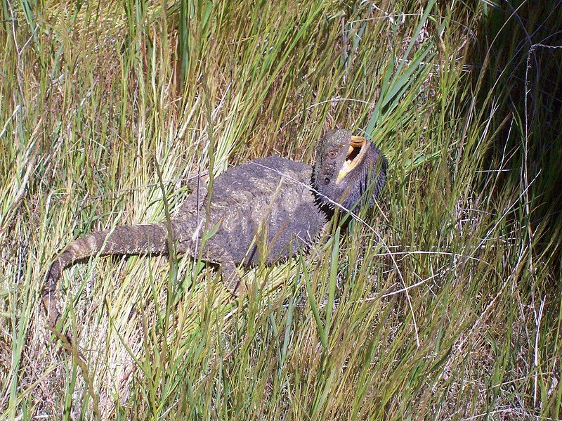 File:Defensive bearded dragon.jpg