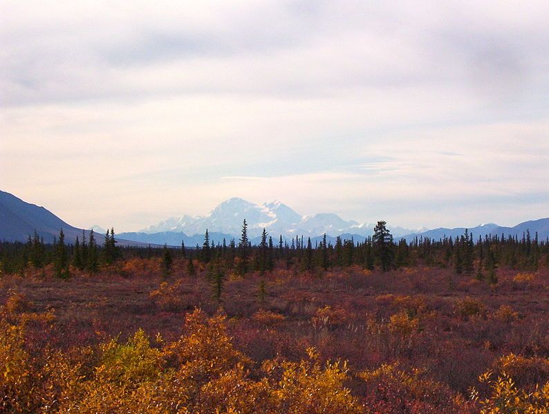 File:Denalifromdenali.JPG