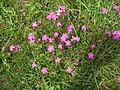 Dianthus deltoides