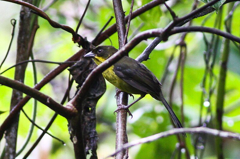 File:Dusky-headed Brush-finch (8079919489).jpg