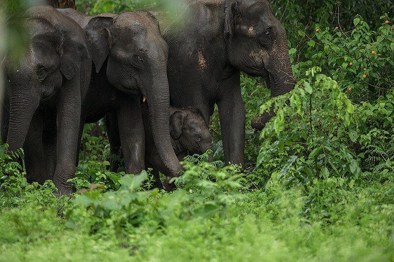 File:Elephant Family (109833051).jpeg