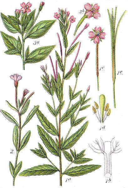 File:Epilobium spp Sturm40.jpg