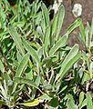 Eriogonum heracleoides