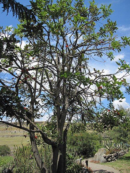 File:Erythrina edulis.JPG