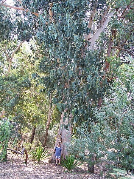 File:Eucalyptus-12.jpg