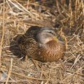 Quality image Female Mallard