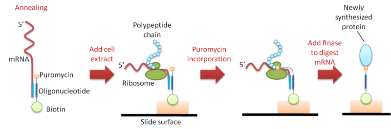 File:Figure 3 puromycin2.png