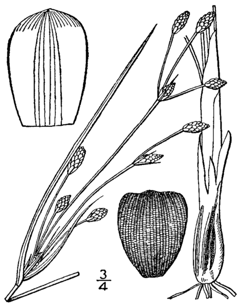 File:Fimbristylis castanea BB-1913.png