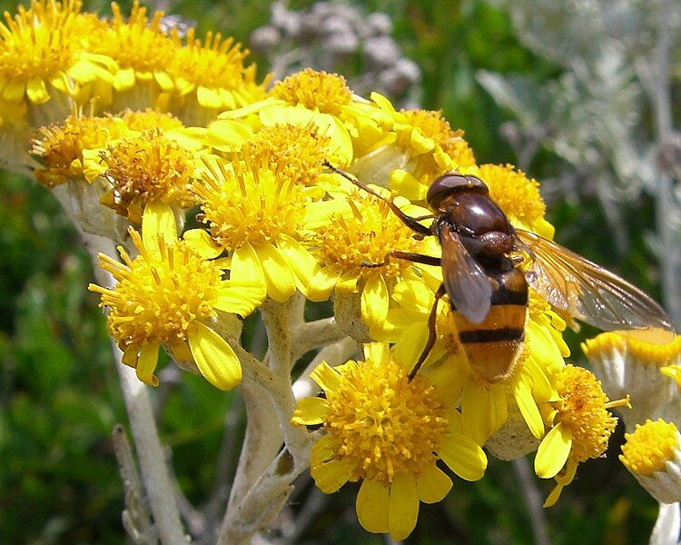 File:Fly at flower.jpg