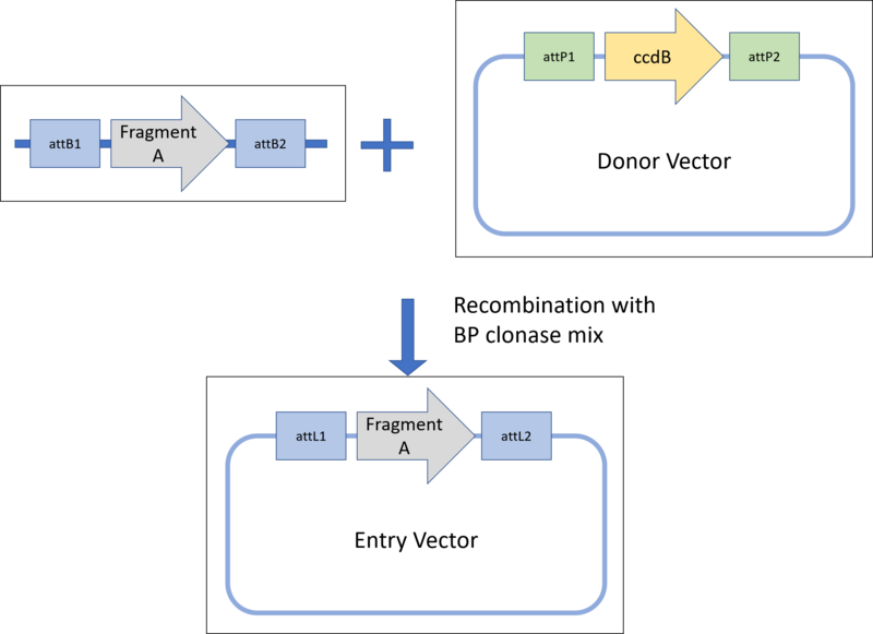 File:Gateway BP Clonase.png