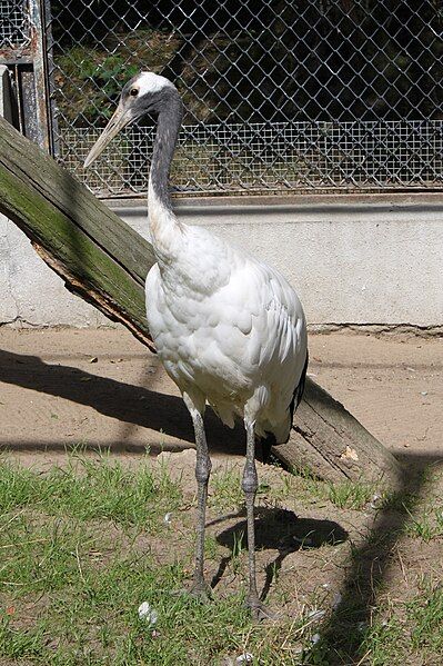 File:Grus japonensis Oliwa.JPG