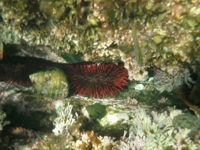 File:Heliocidaris tuberculata.jpg