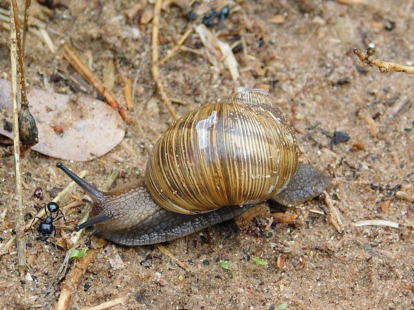 Helix engaddensis in Israel