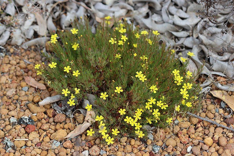 File:Hibbertia hibbertioides habit.jpg