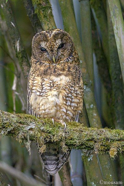 File:Himalayan Wood Owl.jpg