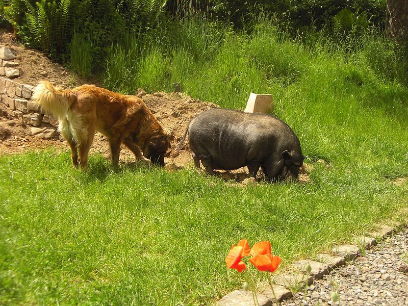 File:Hund und schwein.jpg