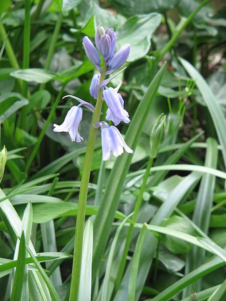 File:Hyacinthoides hispanica opening.jpg