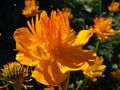 Trollius species