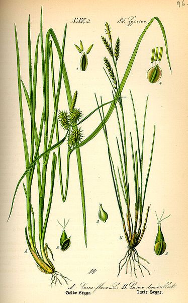 File:Illustration Carex brachystachys0.jpg