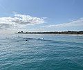 A group of surfers surfing a beach break in Juno Beach, Florida.