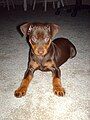 Miniature Pinscher