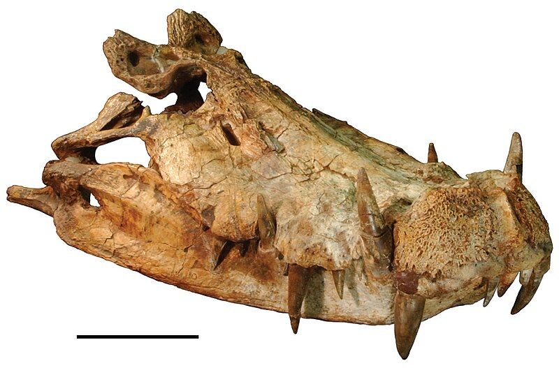 File:Kaprosuchus 2.jpg