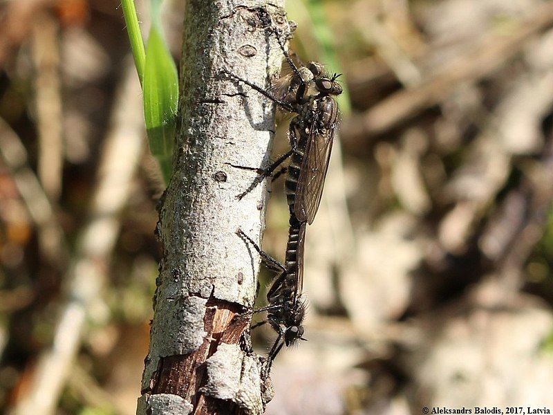 File:Lasiopogon cinctus 02.JPG