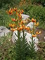 Lilium carniolicum