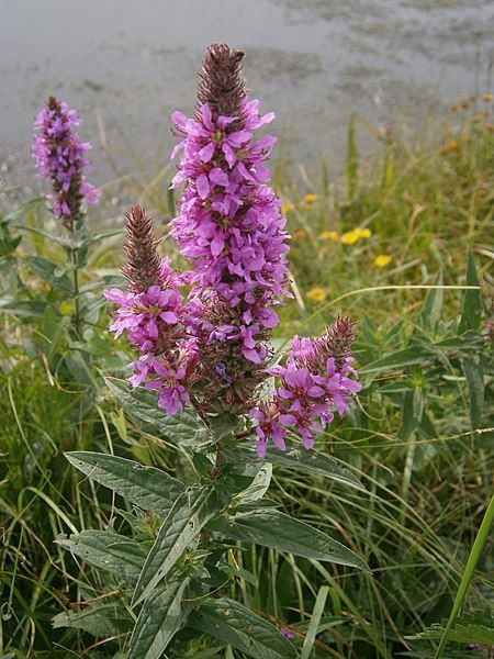 File:Lythrum salicaria 02.JPG