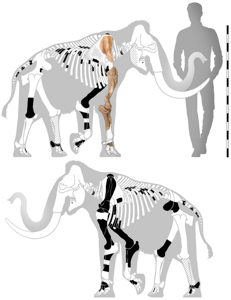 File:Mammuthus lamarmorai.png