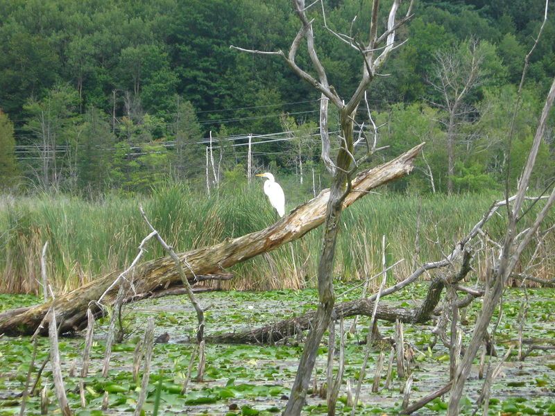 File:Marais Réal-D.-Carbonneau2.jpg