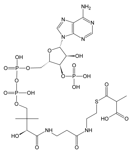 File:Methylmalonyl-CoA.PNG