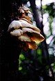 Mushroom near campground at Lake Bronson State Park