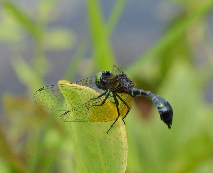 File:Nannophyopsis clara 102984691.jpg