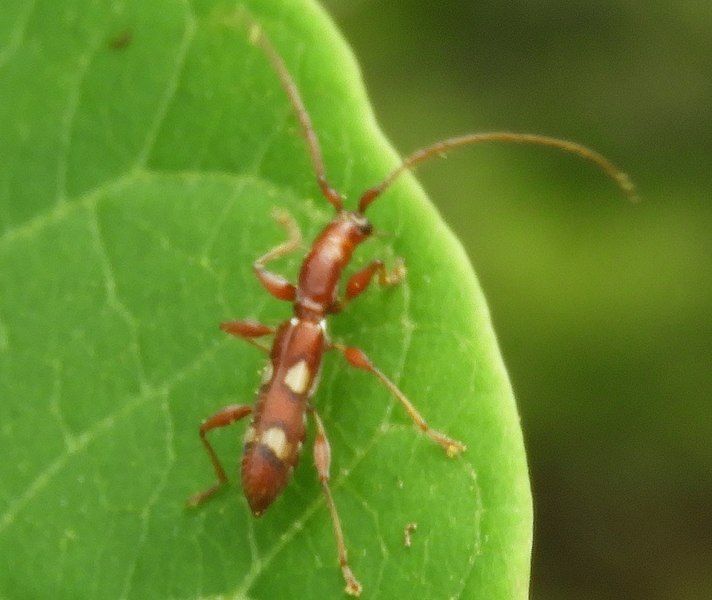 File:Neocompsa macroscina cropped.jpg