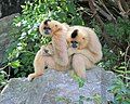 Yellow-cheeked gibbon