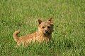 This Norwich terrier is an example of many such terriers thought to share a close common ancestor with the Glen of Imaal.